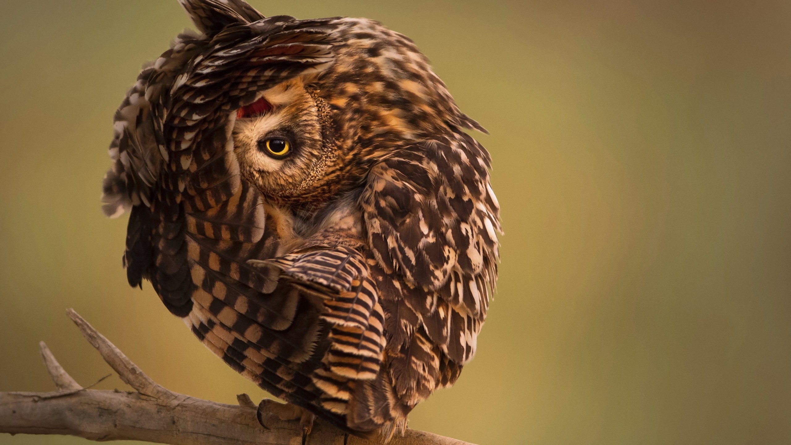 image of owl